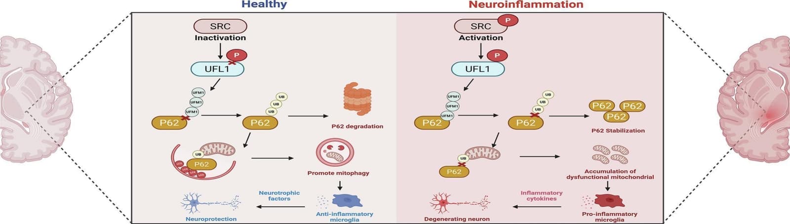 Graphical abstract from Biochemical Pharmacology