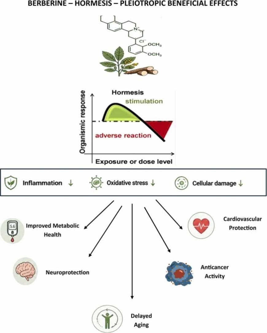 Graphical abstract