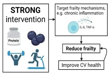 The STRONG intervention: Combining protein, blueberries and resistance/aerobic exercise may reduce frailty and improve CV health, further reducing frailty.