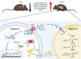 Graphical abstract from Aging Cell
