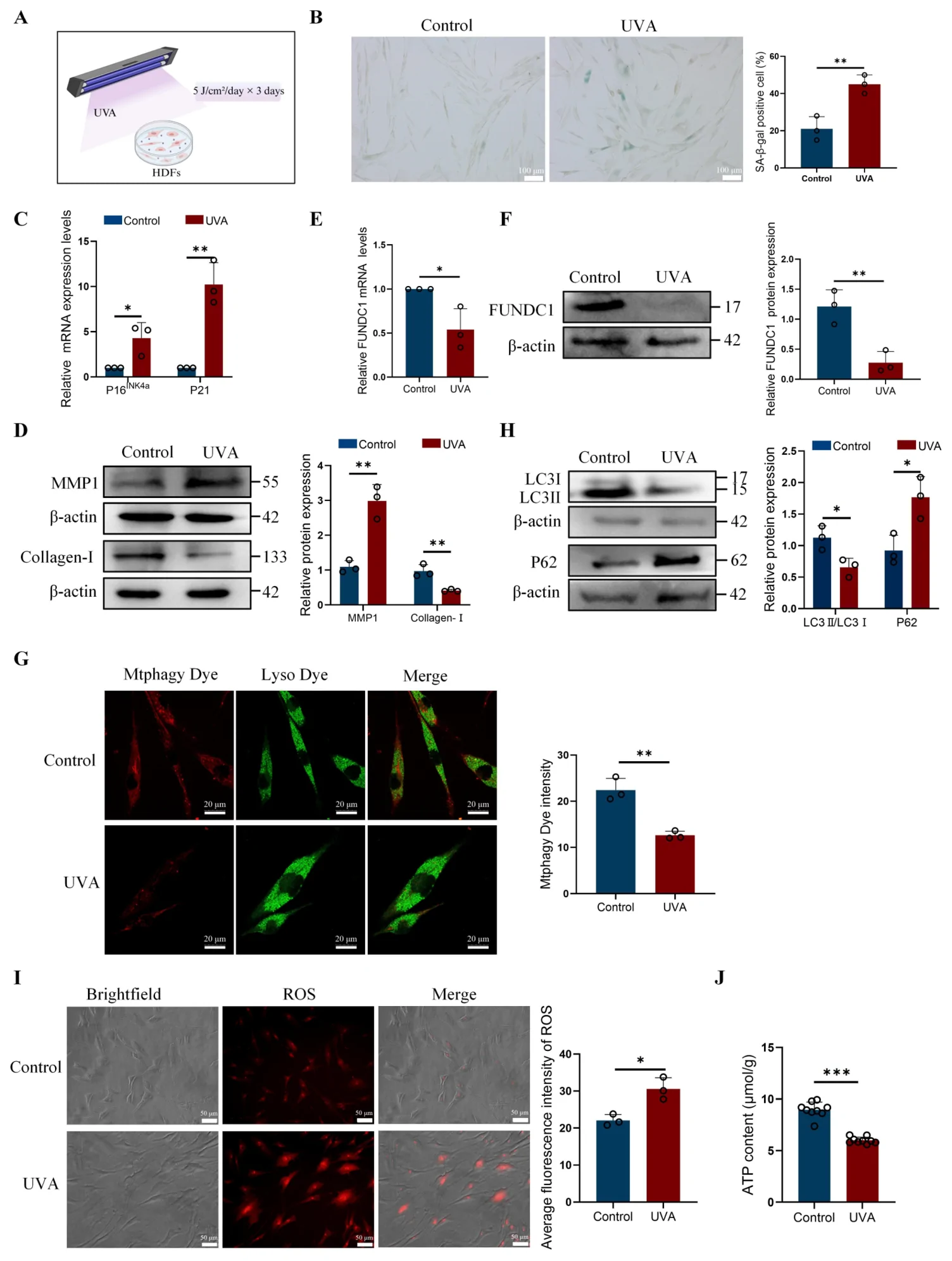 Figure 1. FUNDC1 is downregulated in UVA-induced photoaged HDFs and is associated with impaired mitochondrial homeostasis.