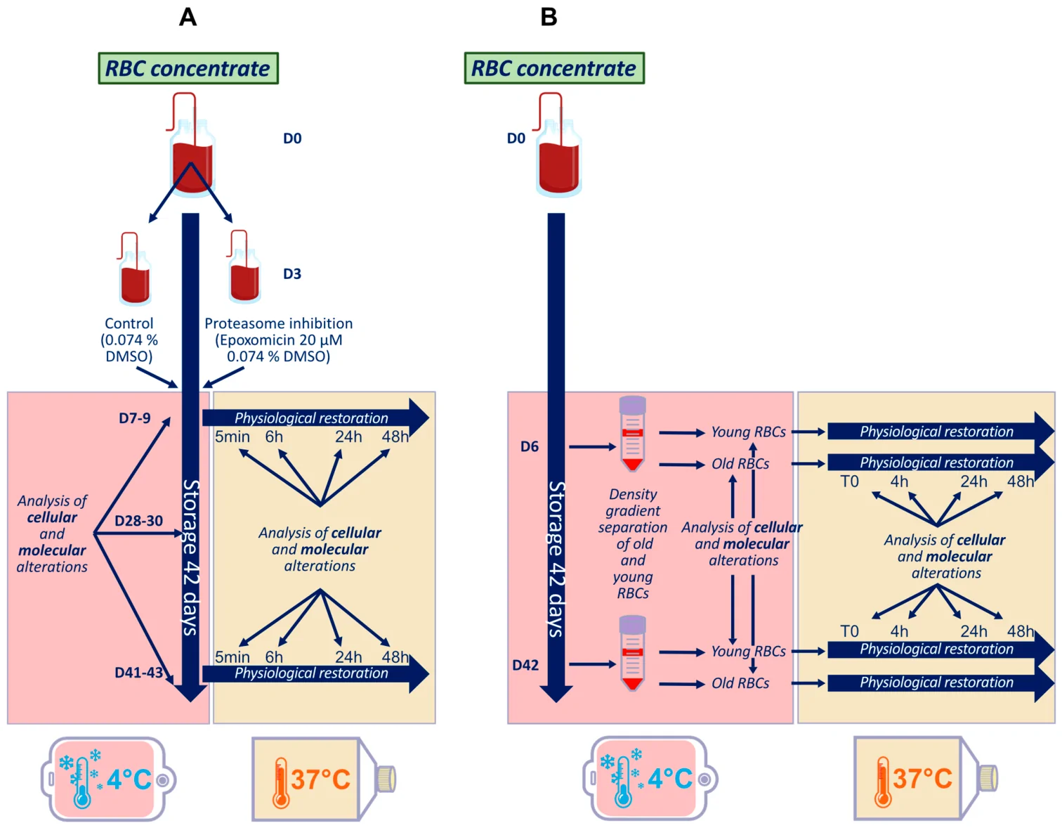 Figure 1. Experimental design. (A) RBC concentrates were divided into two small bags: one treated with DMSO (vehicle control) and one with epoxomicin (proteasome inhibitor).
