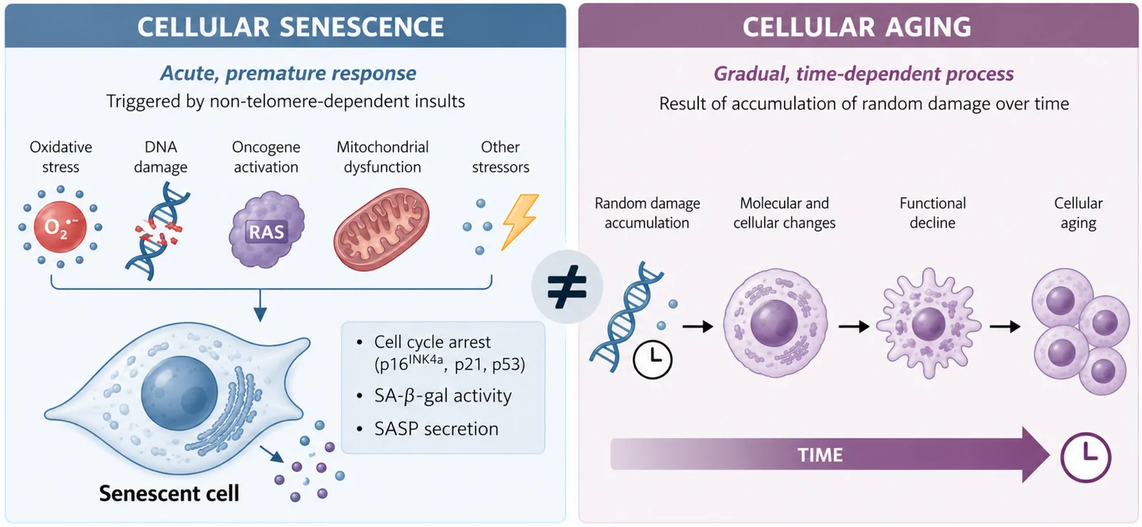 Differences between cellular senescence and aging.