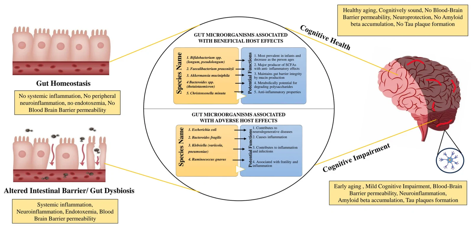 Influence of keystone gut microorganisms on brain health via the gut–brain axis.
