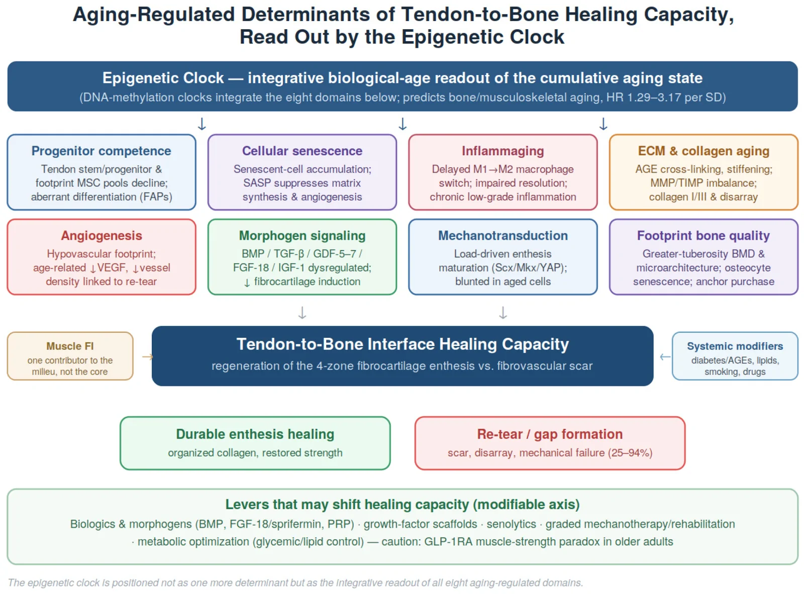 Tendon-to-bone interface healing capacity is placed at the center, surrounded by the eight aging-regulated determinant domains (progenitor competence, cellular senescence, inflammaging, ECM/AGEs,…