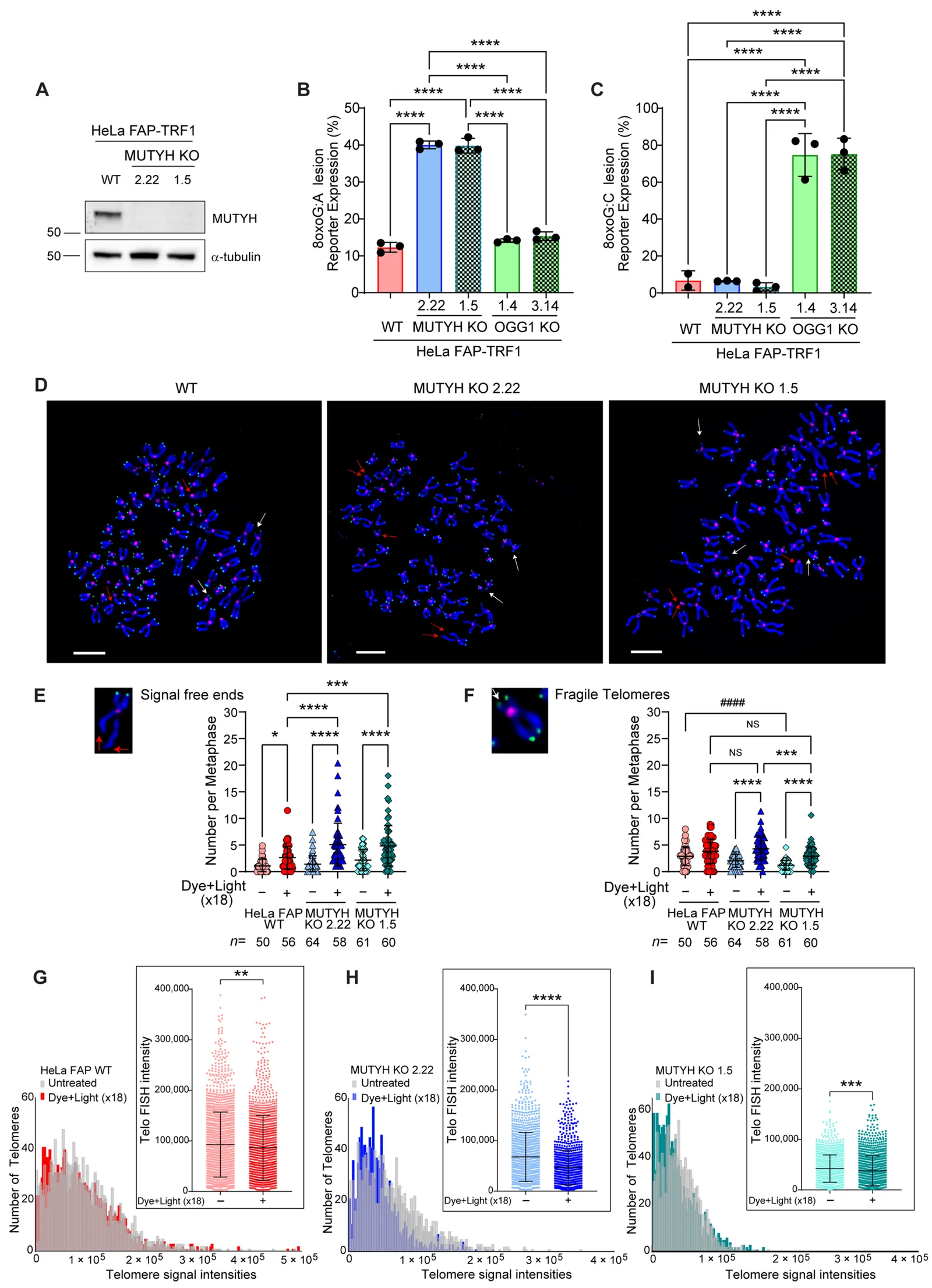 Figure 1. MUTYH deficiency increases chronic telomeric 8-oxoG induced telomere shortening and aberrations.