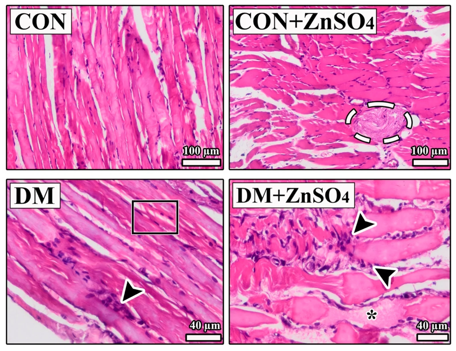 Figure 1. Images obtained from hematoxylin-eosin-stained sections of diaphragm tissue from the experimental groups.
