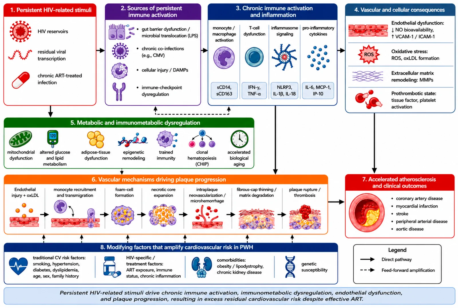 Mechanistic hierarchy of HIV-associated atherosclerosis and residual cardiovascular risk.