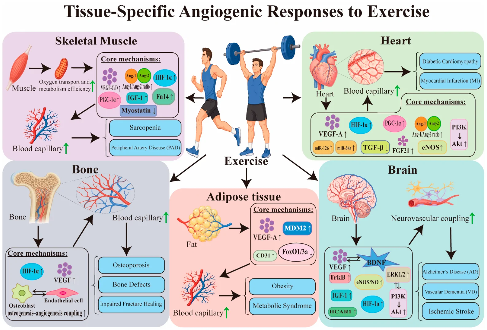 Comparative overview of tissue-specific angiogenic adaptations induced by exercise.