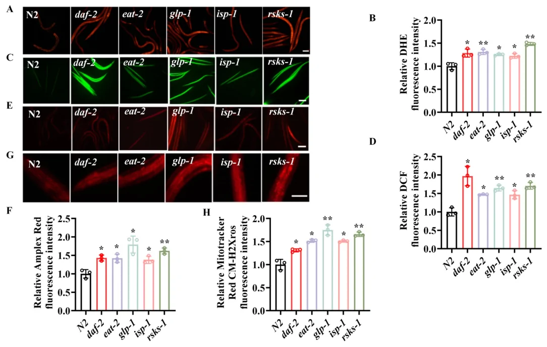 Figure 1. ROS metabolic homeostasis is disrupted in long-lived mutants.