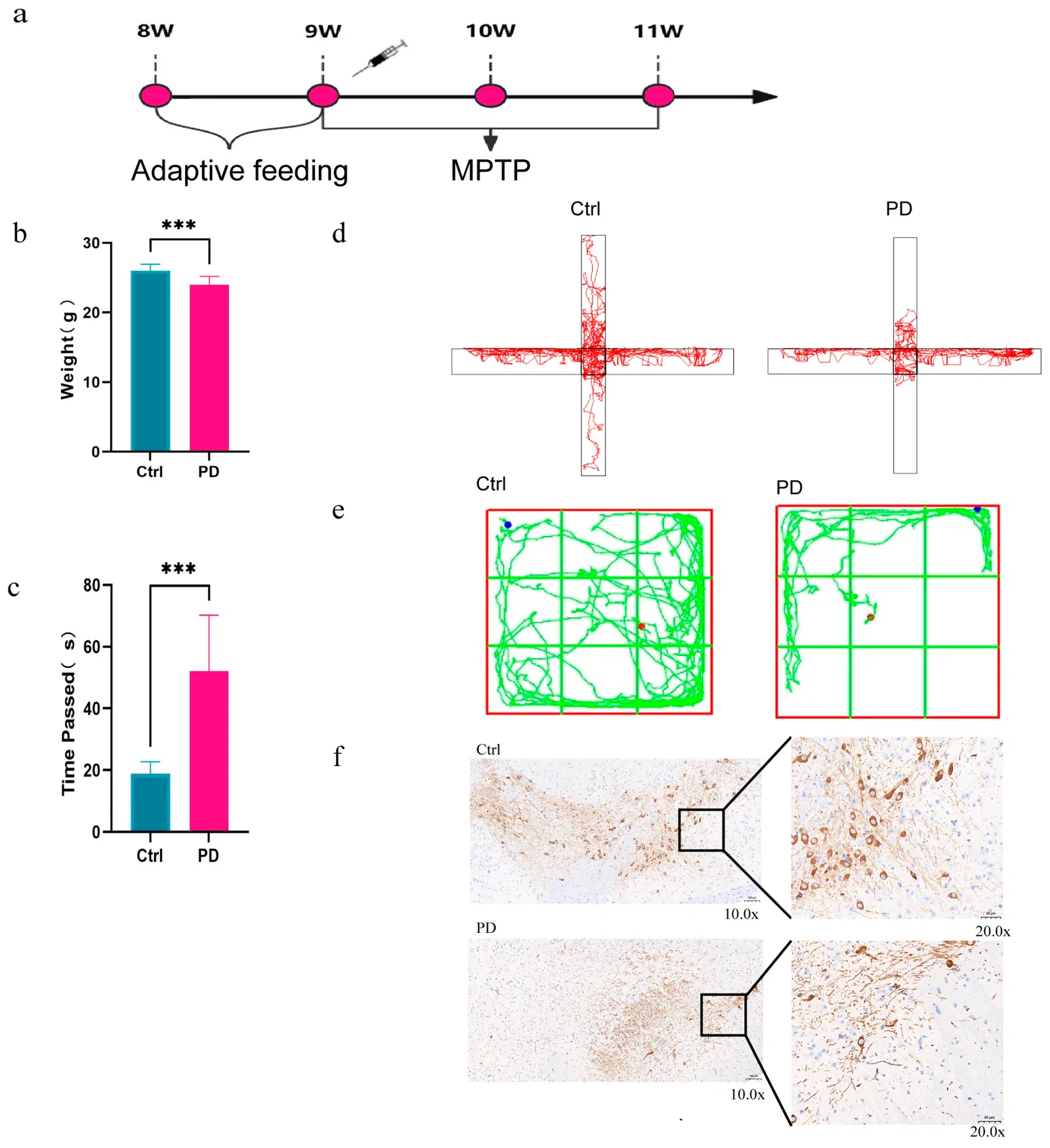 Mouse body weight, behavioural tests and Th immunohistochemistry.
