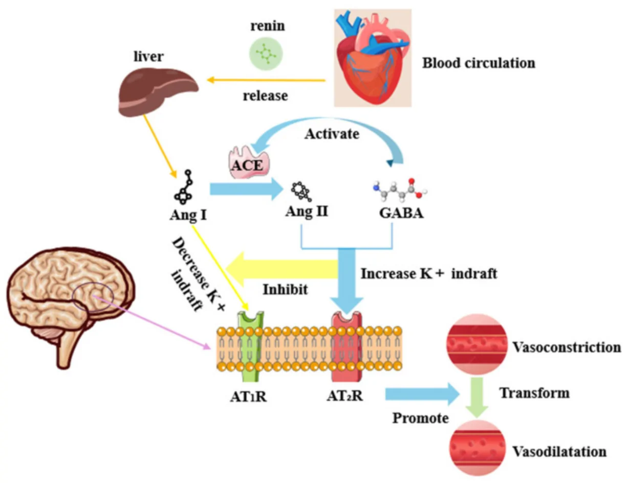 Figure 1. Mechanistic pathways of GABA-mediated blood pressure regulation via the renin–angiotensin system.