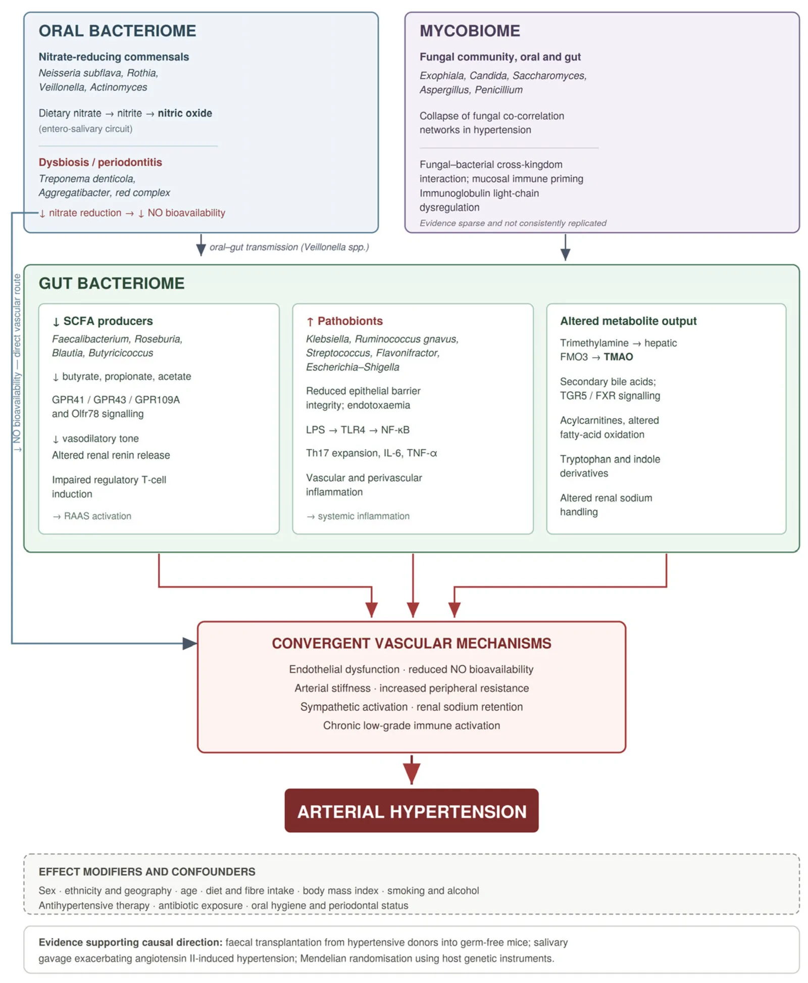 Figure 1. Proposed pathophysiological framework linking the human microbiota to blood pressure regulation across three compartments.