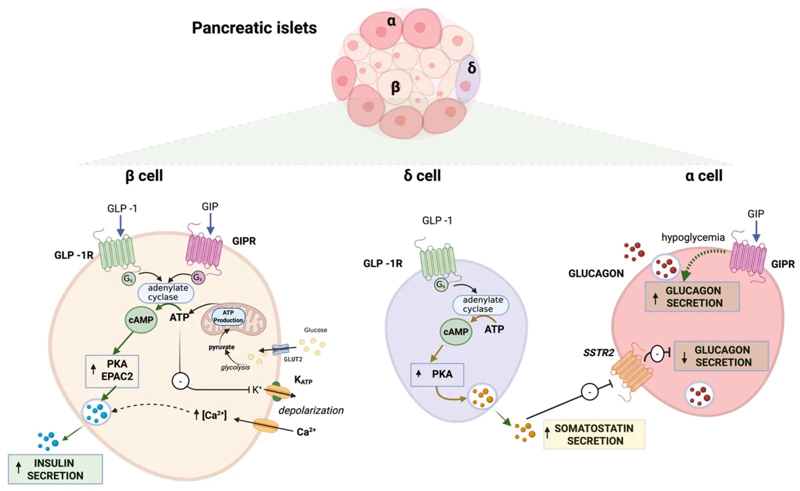 Signaling mediated by GLP-1 receptors (GLP-1R) and GIP receptors (GIPR) in β, δ, and α cells of the pancreatic islet.