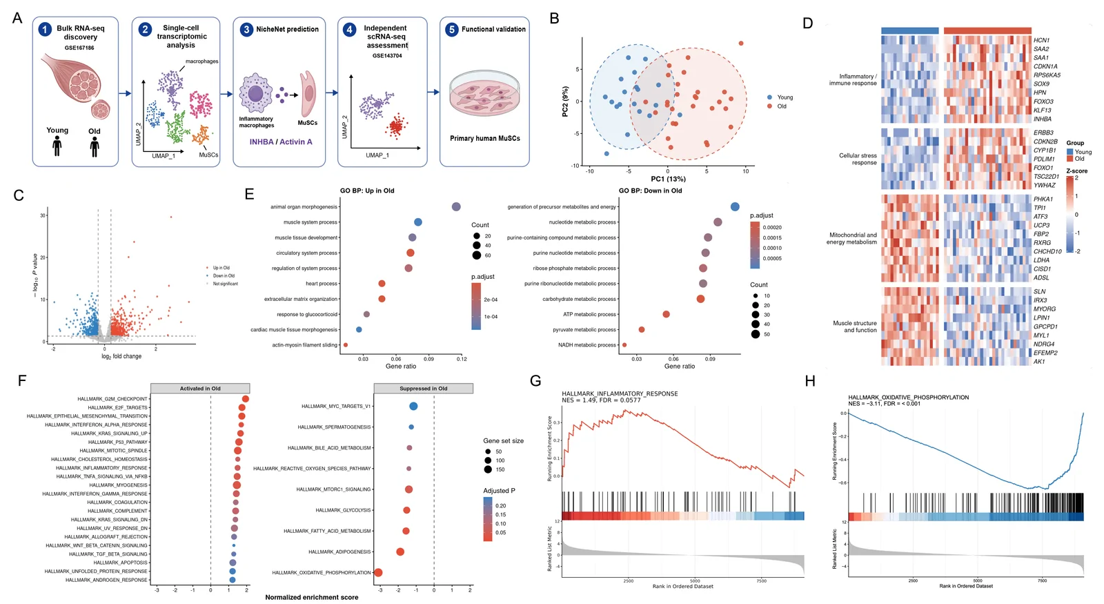 Figure 1. Age-associated inflammatory activation and metabolic decline in human skeletal muscle transcriptomes.
