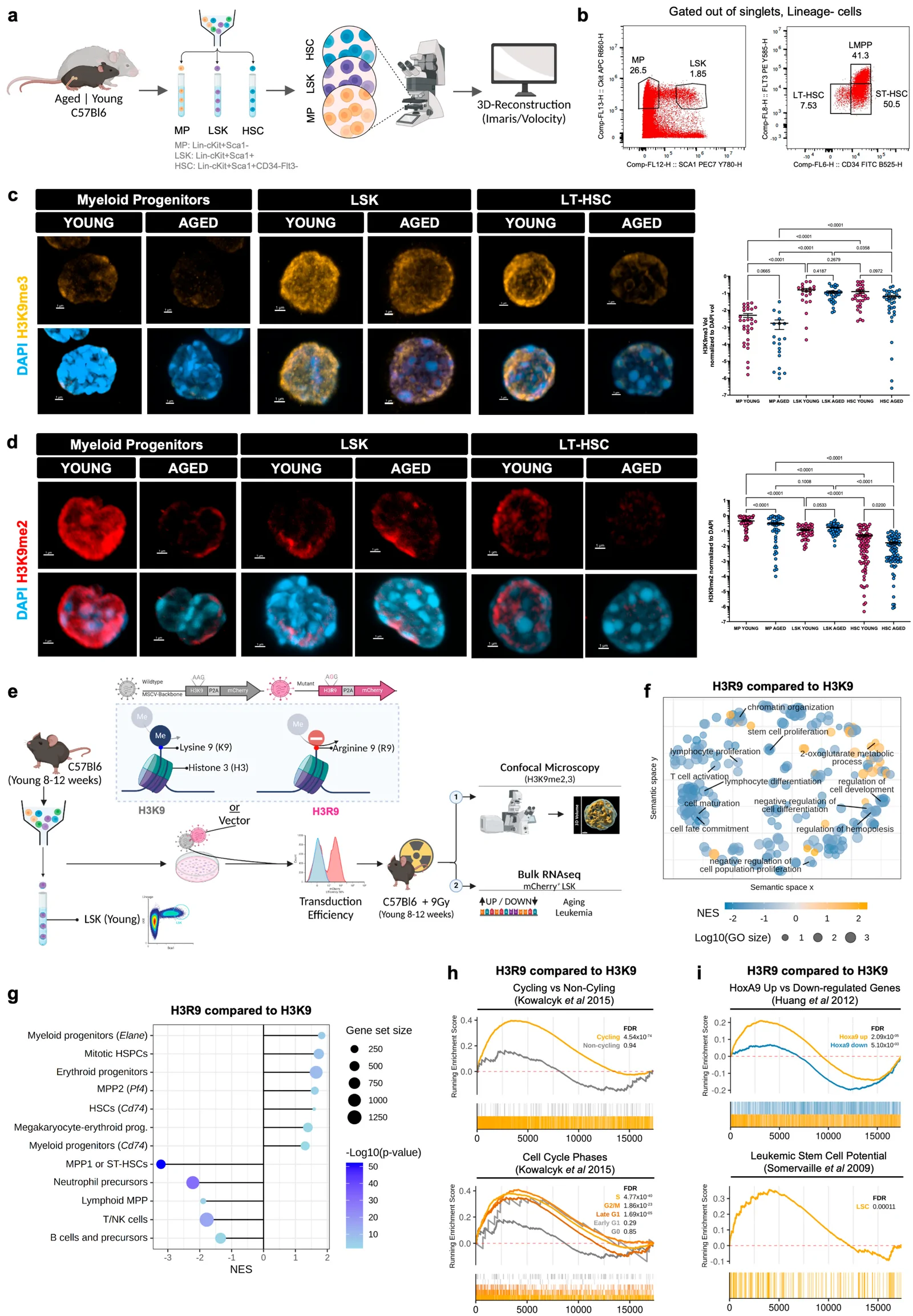 Figure 1. Disruption of H3K9 methylation in HSPCs results in a premature-aging pre-malignant phenotype.