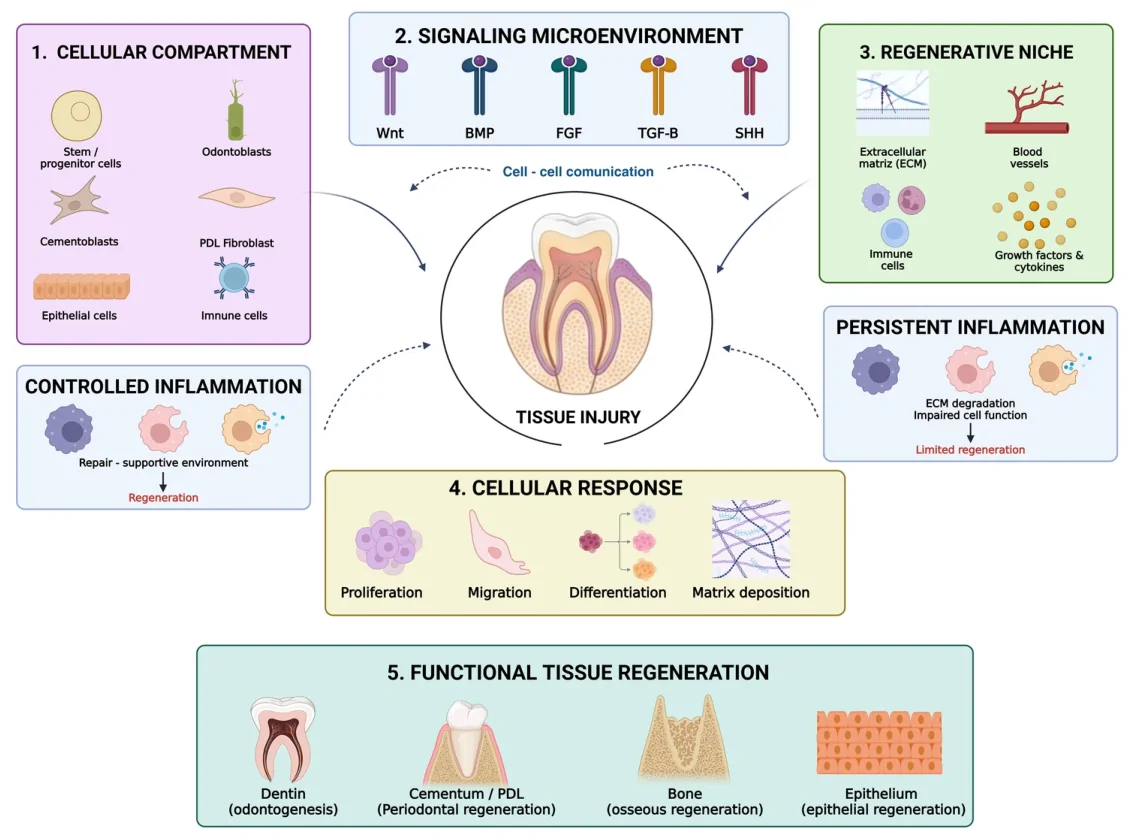 Figure 1. Integrated cellular and molecular mechanisms underlying oral tissue regeneration.