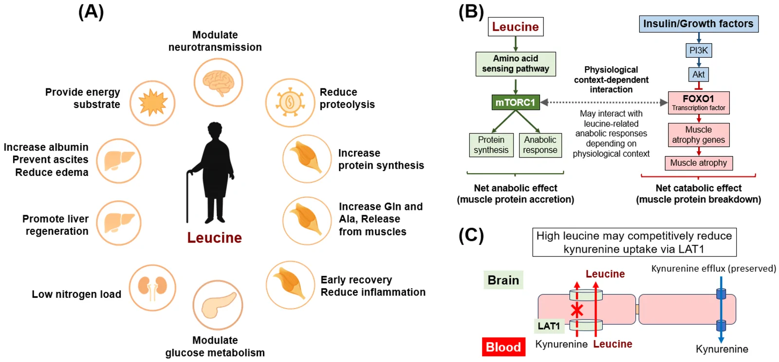 Figure 1. The mechanistic and clinical effects associated with leucine, BCAA, and LEAA interventions.