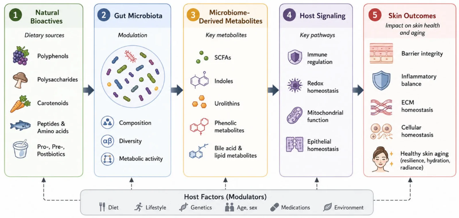 Figure 1. Proposed systems-level framework linking dietary bioactives, gut microbial metabolism, microbiome-derived metabolites, and skin physiology.