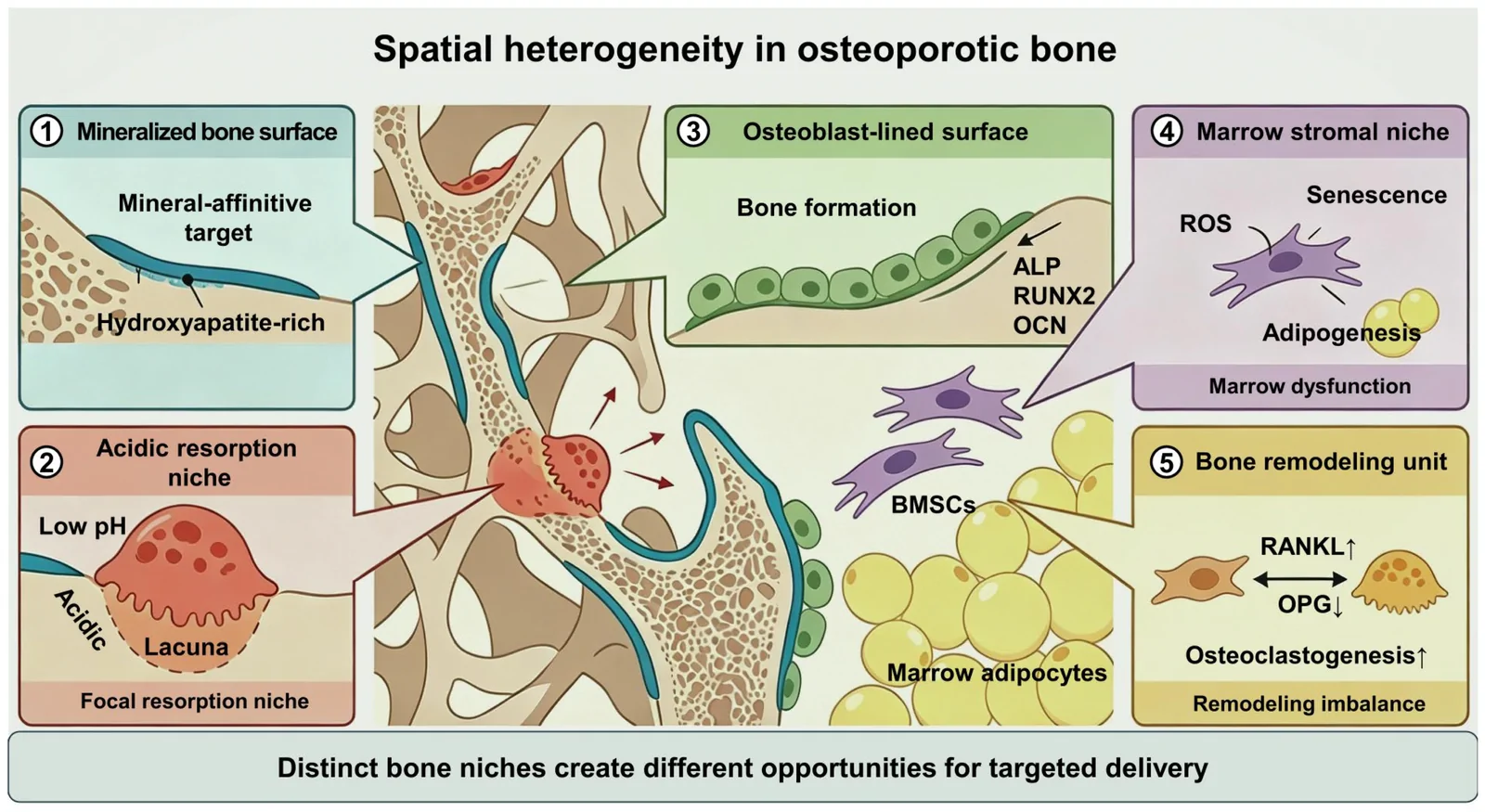 Figure 1. Spatial heterogeneity in osteoporotic bone creates distinct mineral, resorption, osteogenic, marrow-stromal, and remodeling niches for targeted delivery.