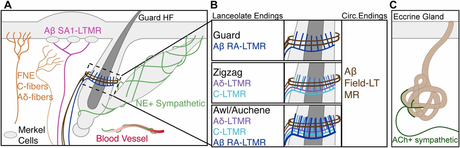 Figure 1 from Seminars in Cell & Developmental Biology