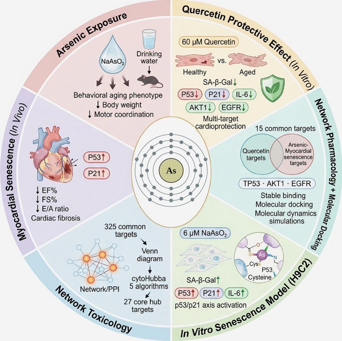 Graphical abstract from Toxicology and Applied Pharmacology