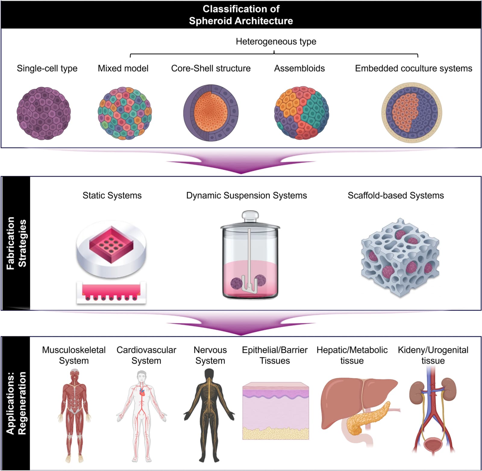 Figure 1 from Tissue Engineering and Regenerative Medicine