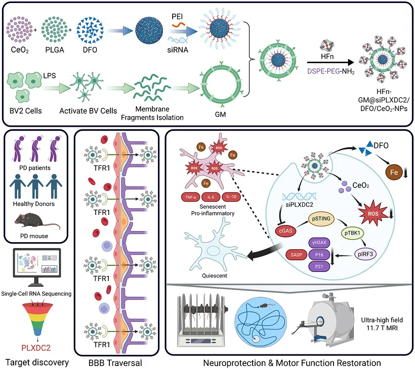 Graphical abstract from Advanced Science