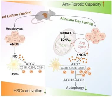 Graphical abstract from Advanced Science
