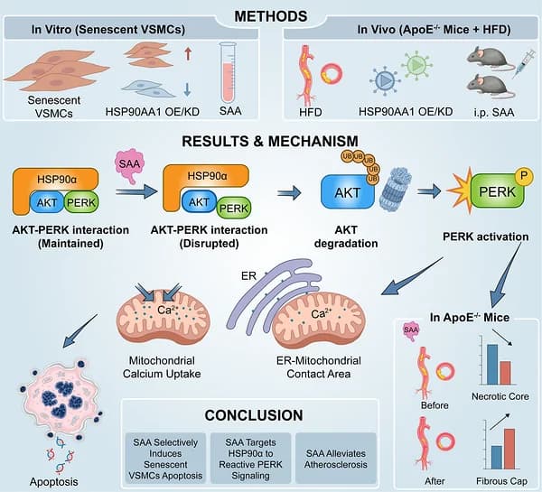 Graphical abstract from Advanced Science