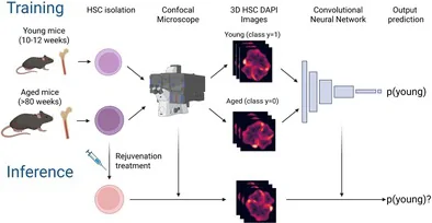 Graphical abstract