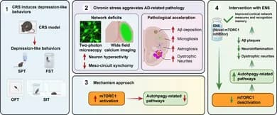 Graphical abstract from CNS Neuroscience & Therapeutics