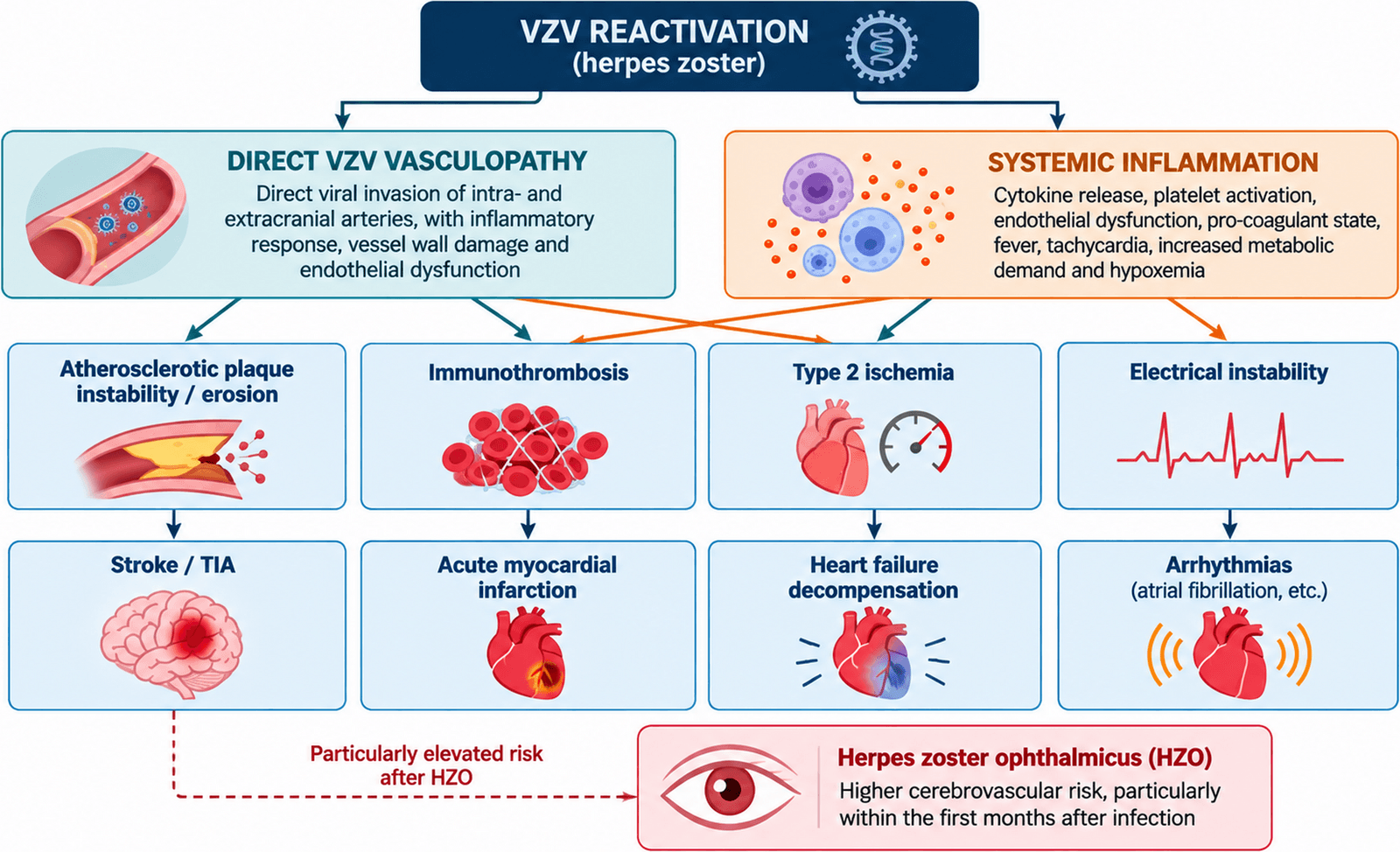 Figure 1 from Cardiovascular Drugs and Therapy