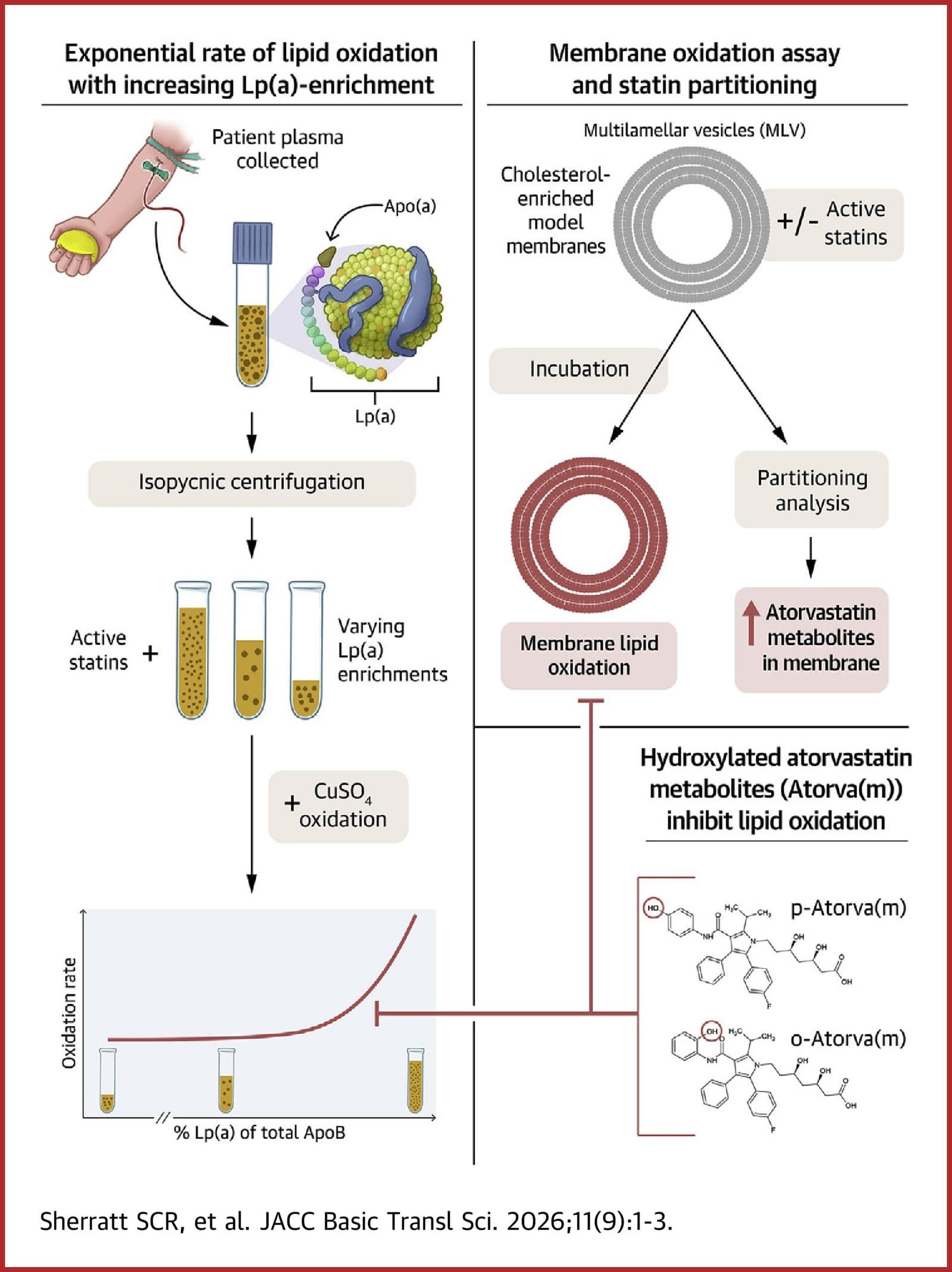 Graphical abstract from JACC Basic to Translational Science