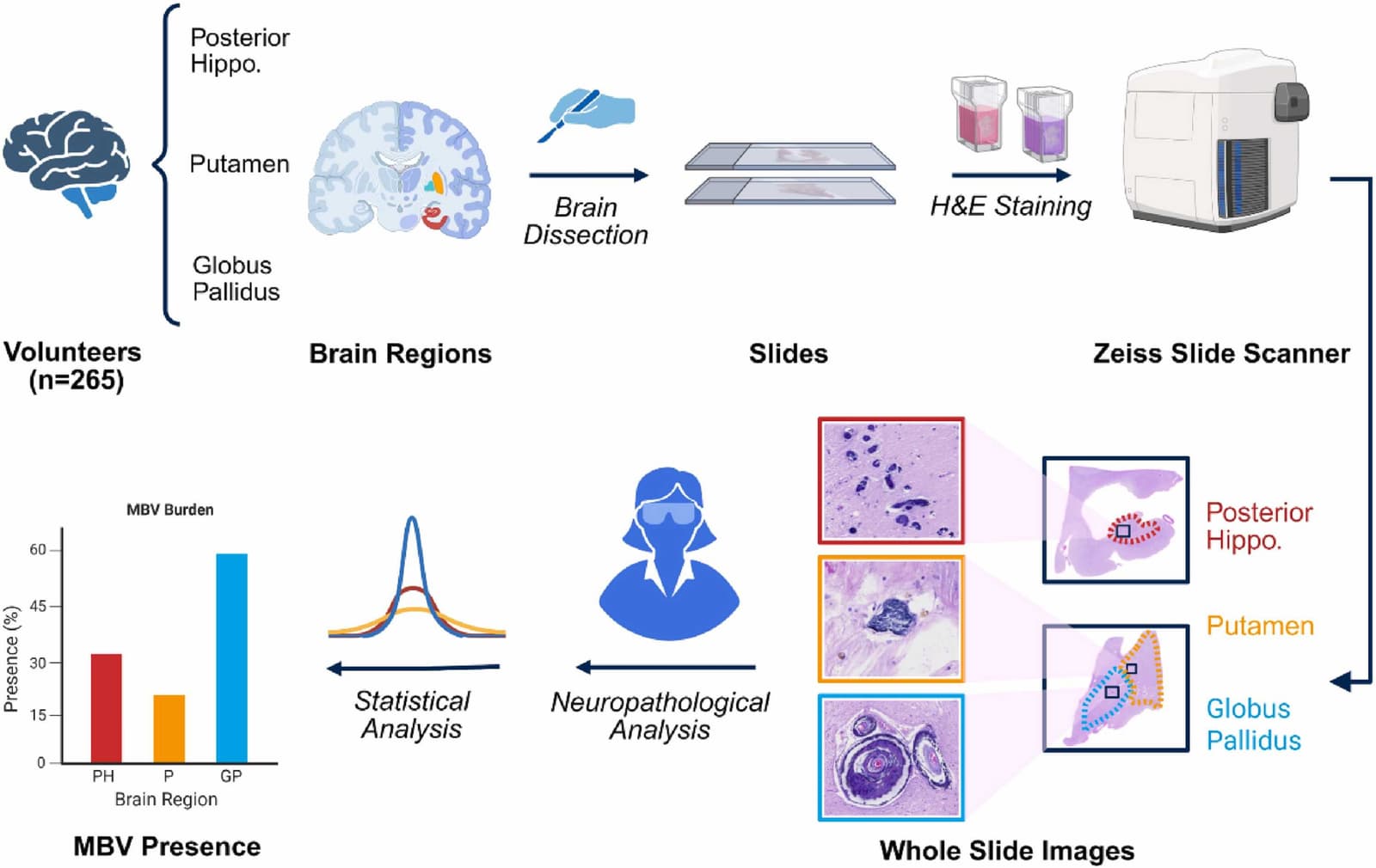 Figure 1 from Neurobiology of Aging