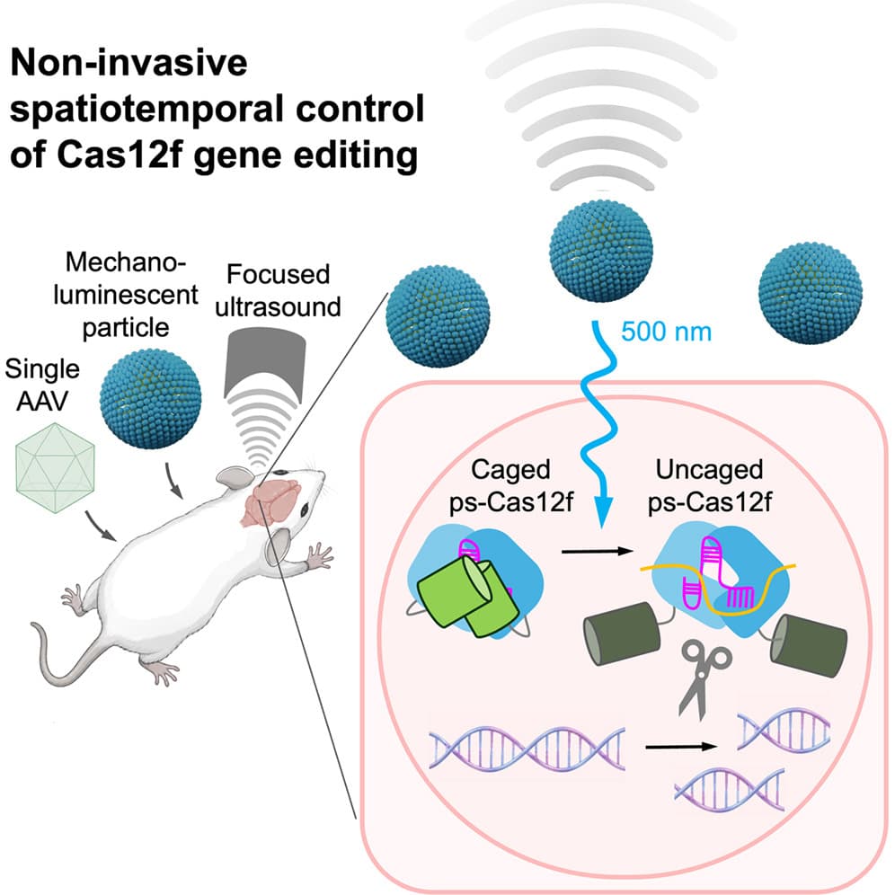 Graphical abstract from Cell