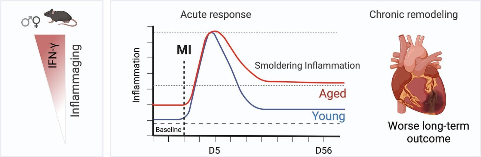 Graphical abstract from Journal of Molecular and Cellular Cardiology
