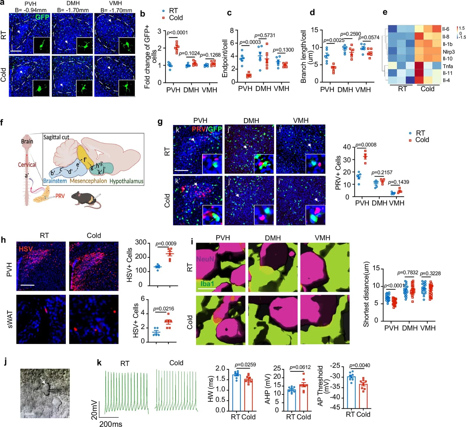Fig. 1. Cold exposure induced-activation of microglia mainly occurs in the PVH region.