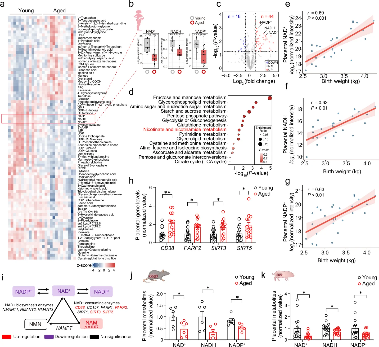 Fig. 1. Age-related reduction in placental NAD⁺ is associated with fetal growth deficiencies.