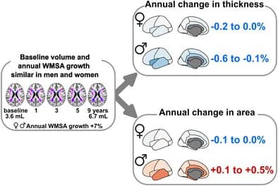Graphical abstract from Human Brain Mapping