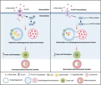 Graphical abstract from Aging Cell
