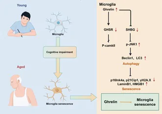 Graphical abstract from Aging Cell