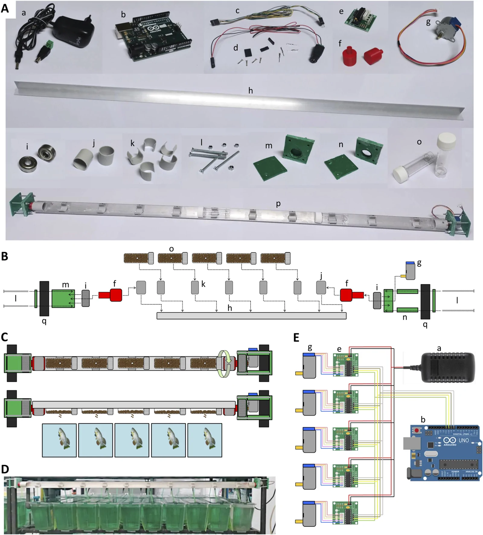 Nothobranchius furzeri Automatic Feeding System.
