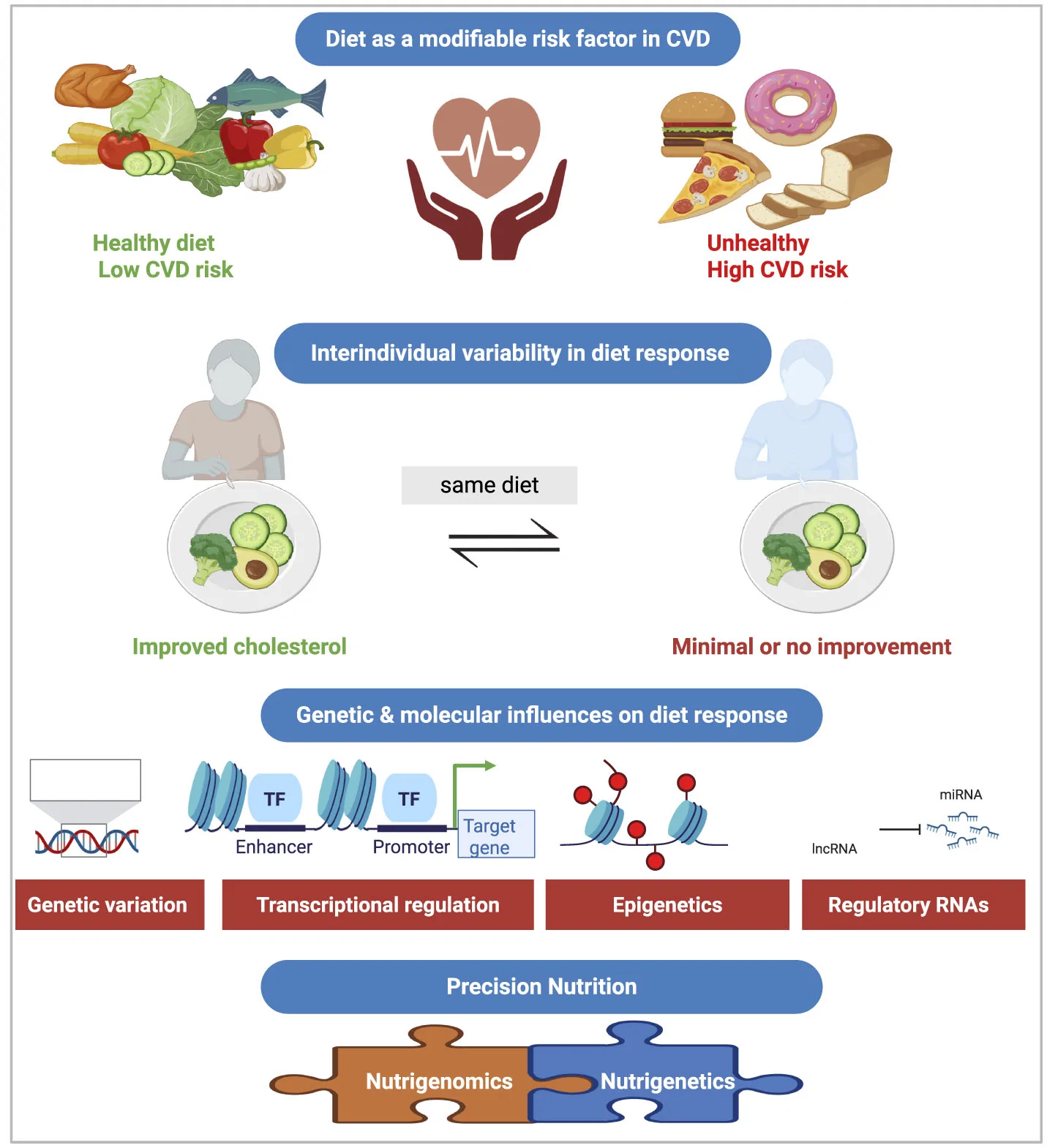 Interindividual variability in dietary response and the role of nutrigenomics in CVD.