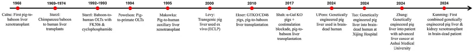 Figure 1. Timeline of key milestones in genetically engineered pig liver xenotransplantation (1968–2024).