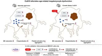 Graphical abstract
