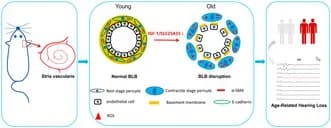 Graphical abstract from Aging Cell