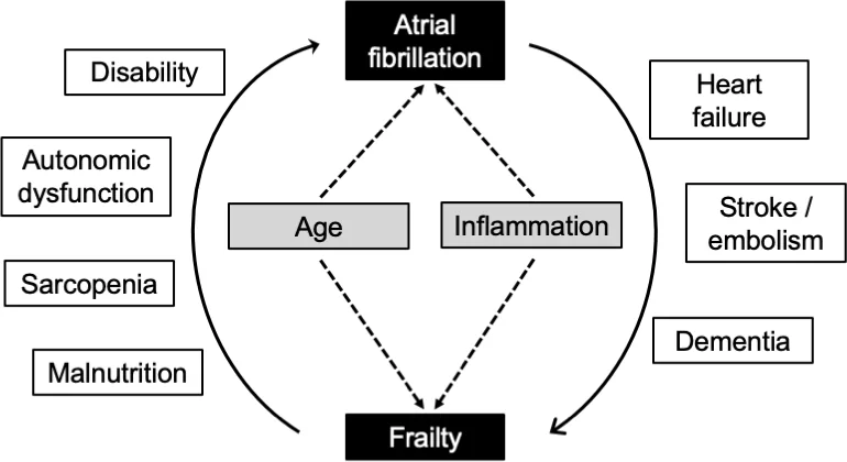 Figure 1. The bidirectional association between atrial fibrillation (AF) and frailty.