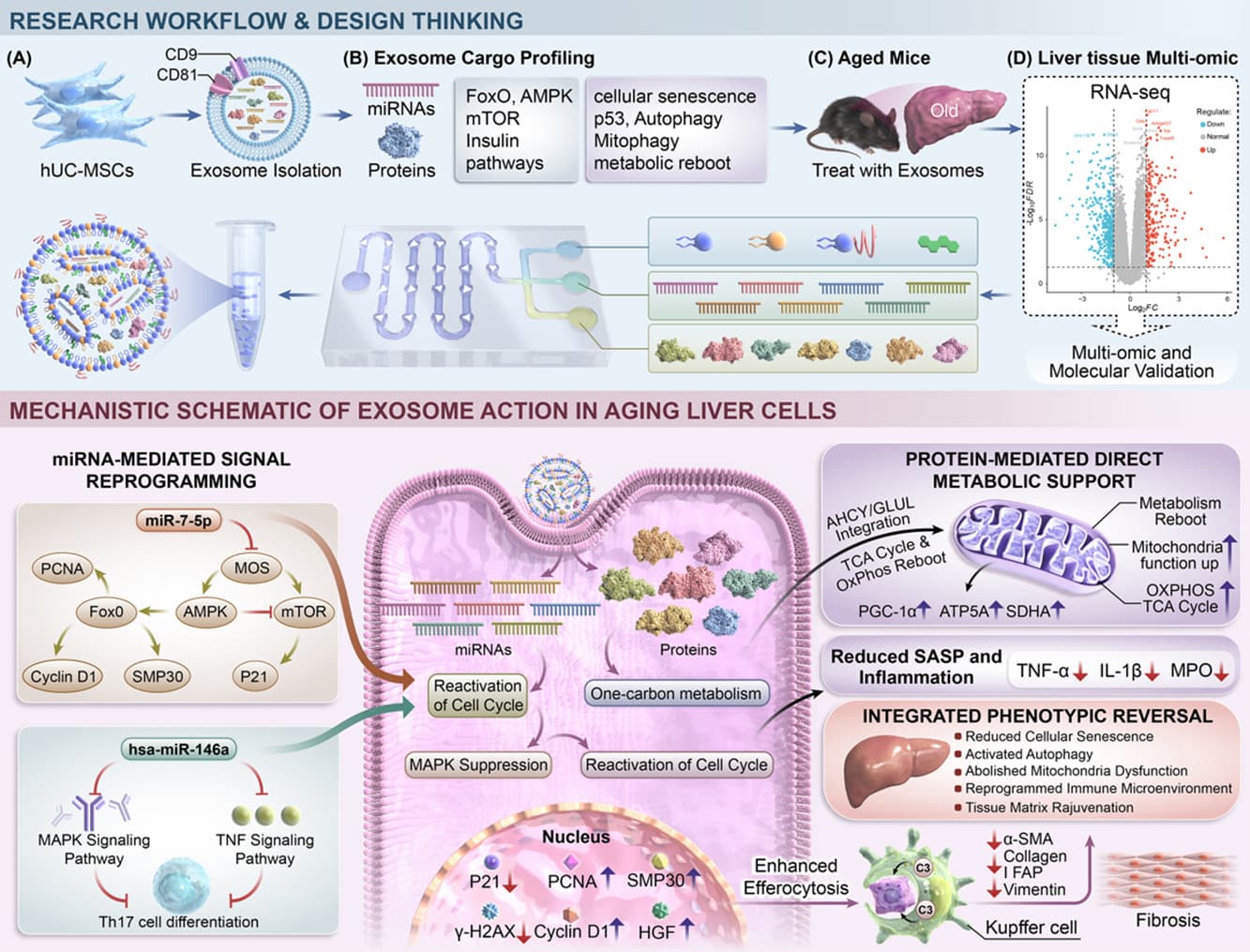 Graphical abstract