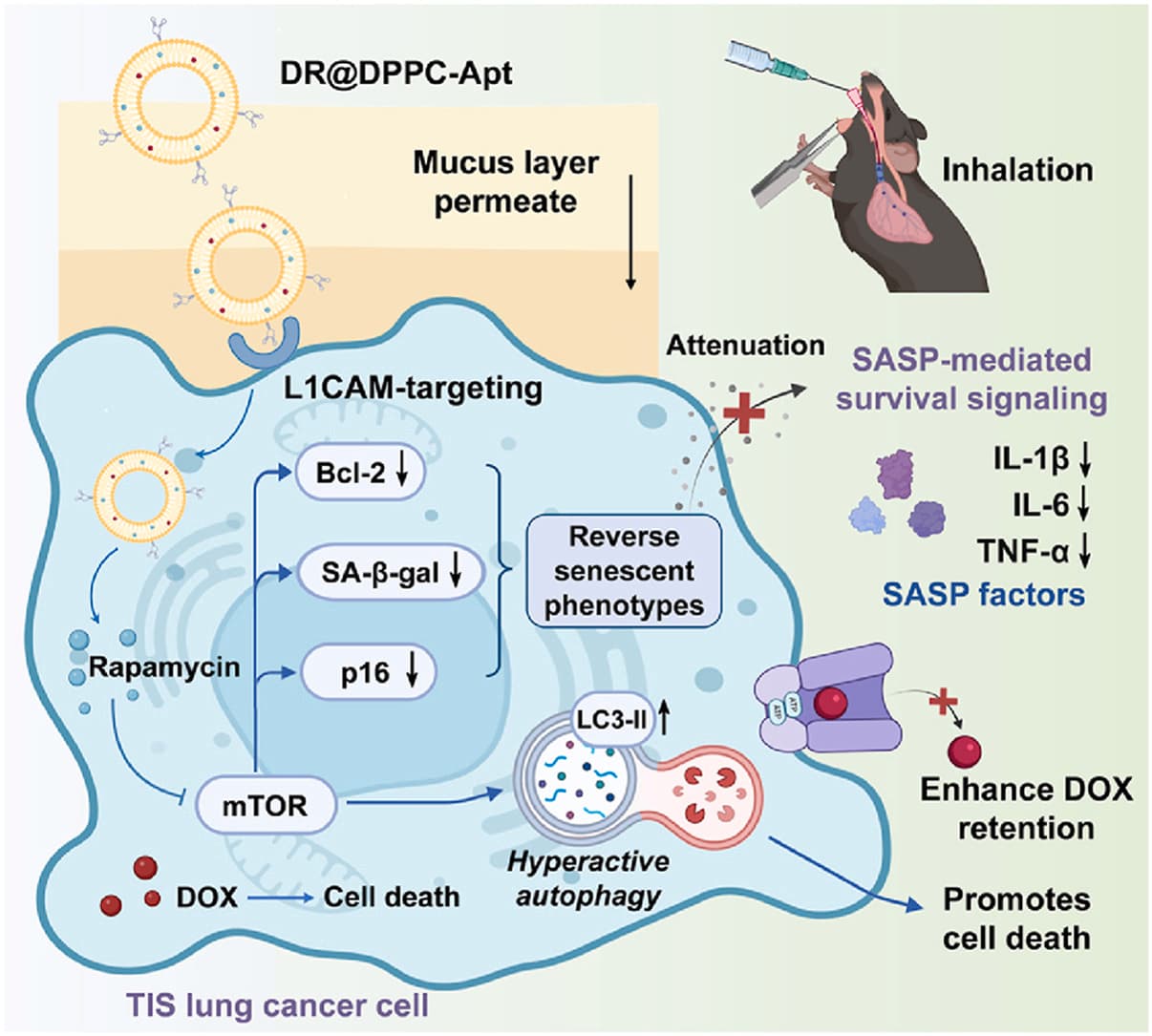Graphical abstract from Biomaterials